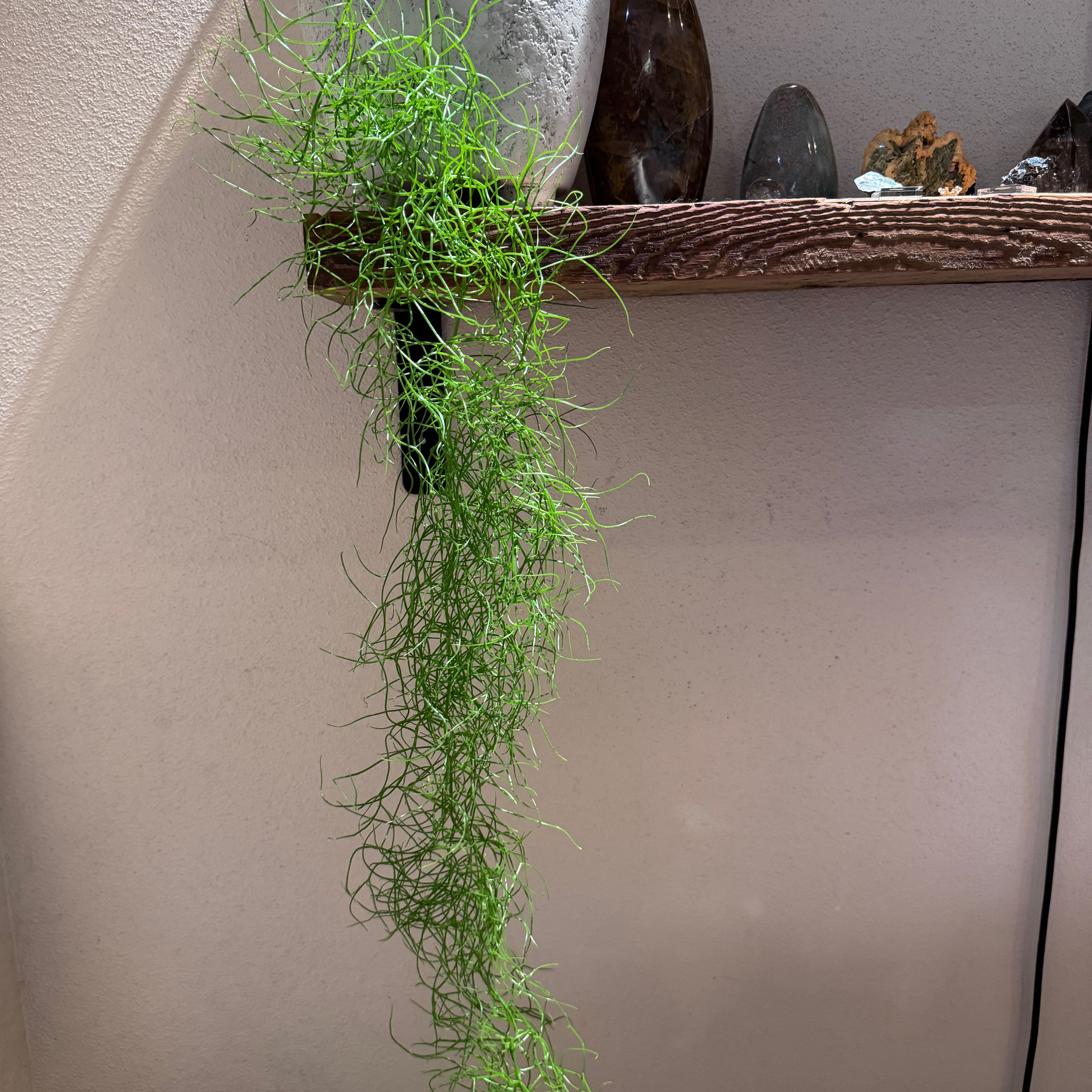 Photo of the plant species Climbing Onion by @CoolNoblefir named Rosa/Living room bottom shelf on Greg, the plant care app