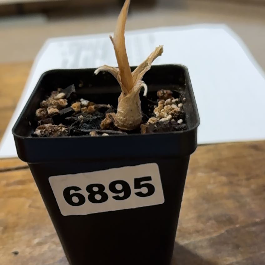 Photo of the plant species Alocasia Black Velvet by @CoolNoblefir named (34) Alocasia Black Velvet Albo on Greg, the plant care app