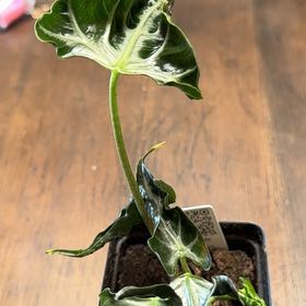 Photo of the plant species Alocasia Loco by @CoolNoblefir named (45) black table on Greg, the plant care app
