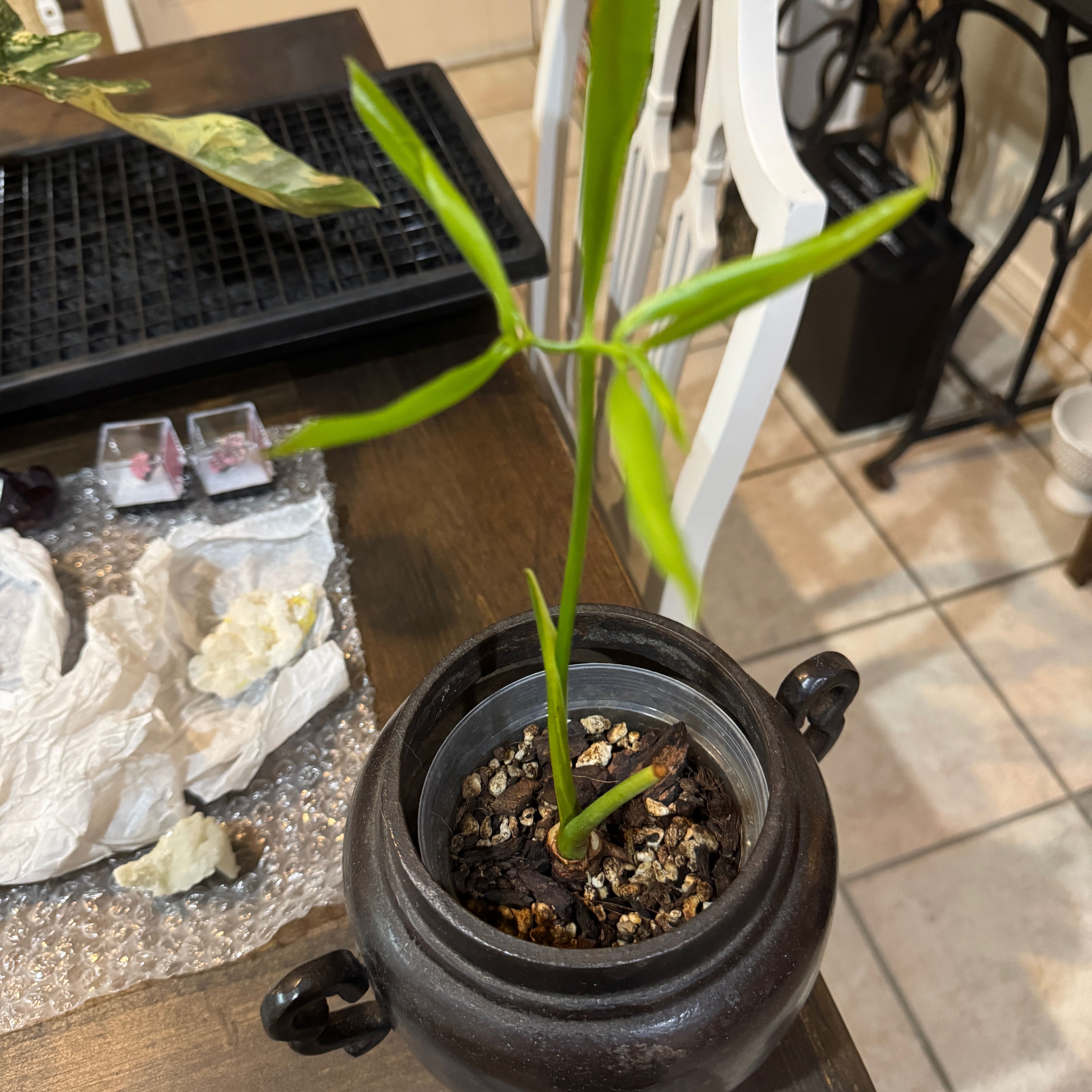Photo of the plant species Thaumatophyllum spruceanum by @CoolNoblefir named (37) dining room /living room on Greg, the plant care app