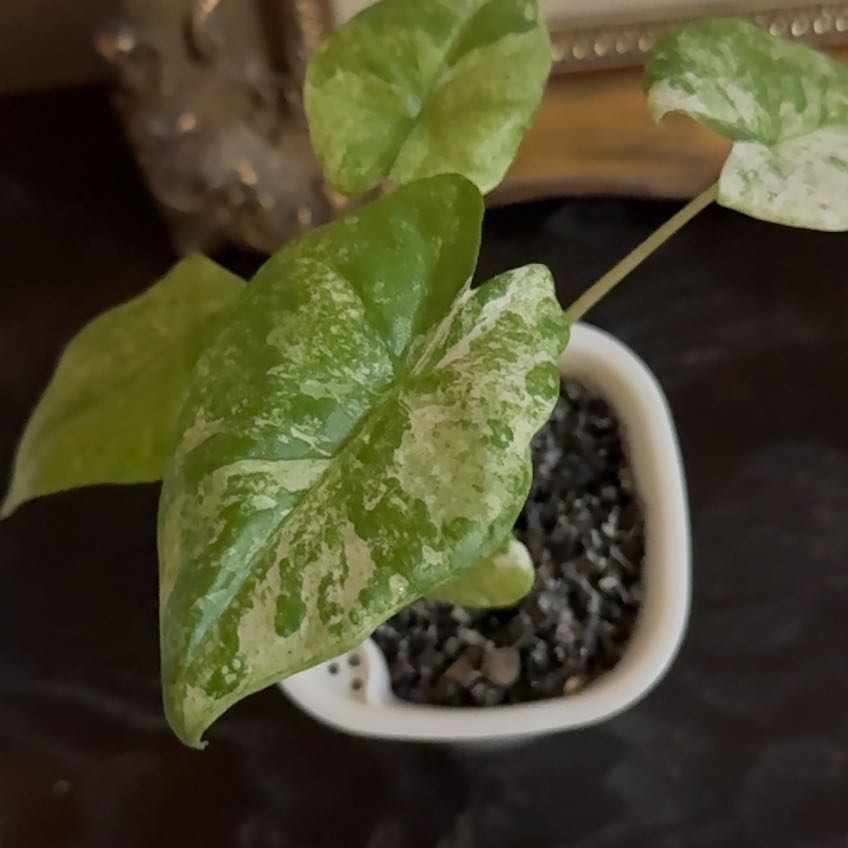 Photo of the plant species Alocasia Dragon Scale Mint by @CoolNoblefir named (43) black table on Greg, the plant care app