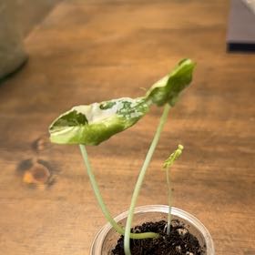 Photo of the plant species Alocasia Simpo Albo by @CoolNoblefir named Anne on Greg, the plant care app