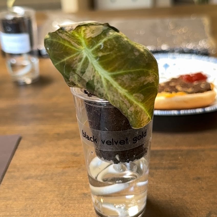 Photo of the plant species Black Velvet Gold Alocasia by @CoolNoblefir named Forrest on Greg, the plant care app
