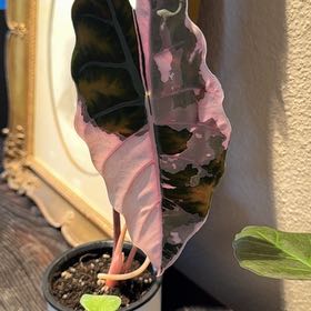 Photo of the plant species Alocasia Pink by @CoolNoblefir named Alocasia Pink Chan on Greg, the plant care app