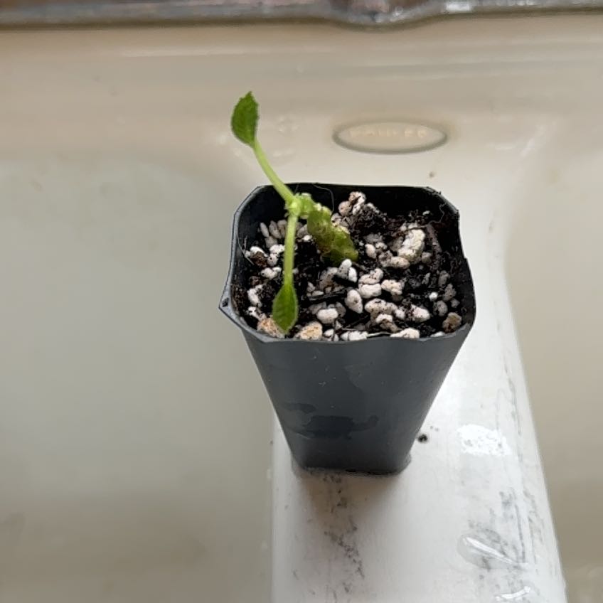 Photo of the plant species Dorstenia by @CoolNoblefir named (61) dining room bottom shelf on Greg, the plant care app