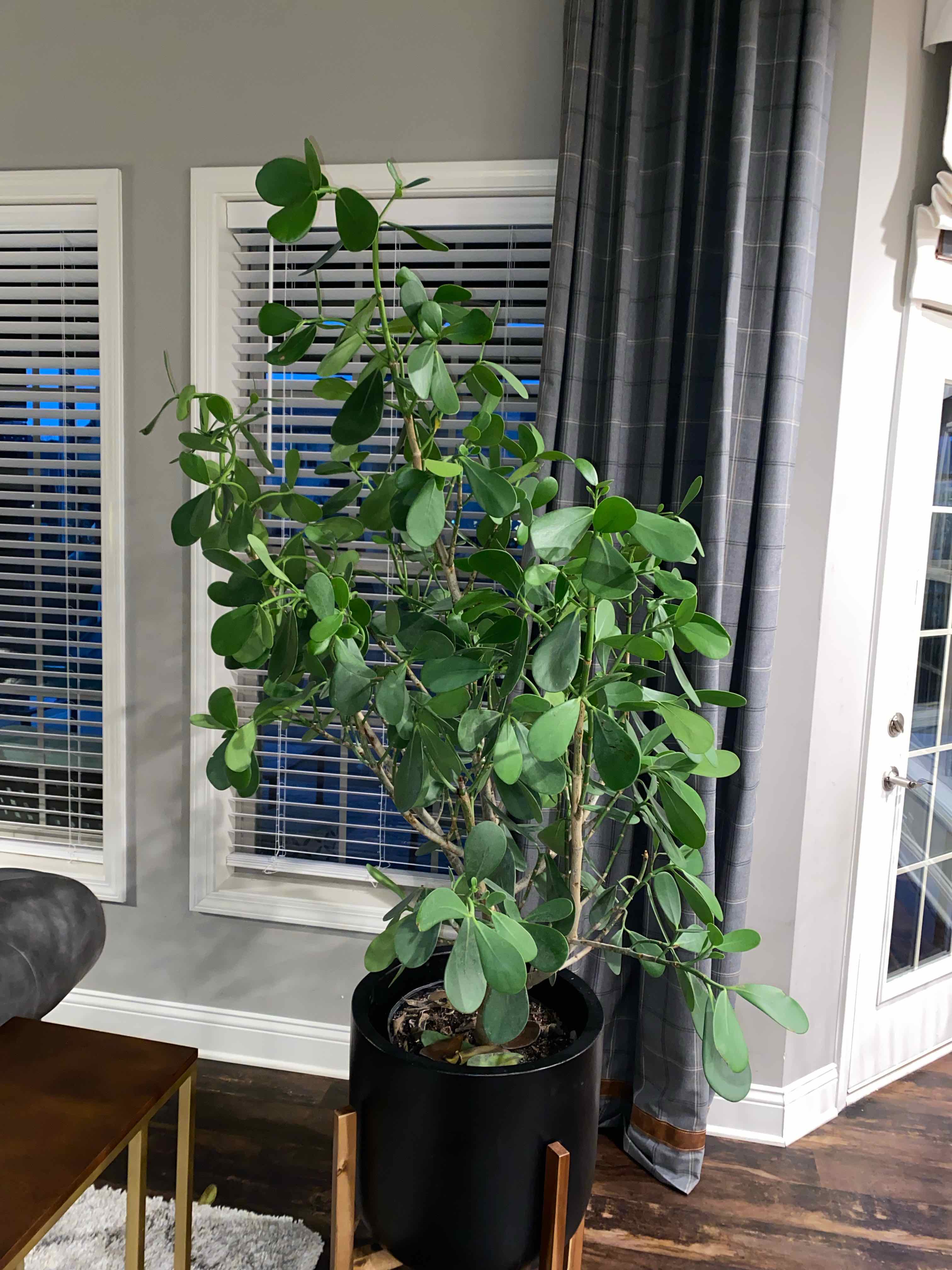 Healthy Autograph Tree in a black pot indoors near a window.