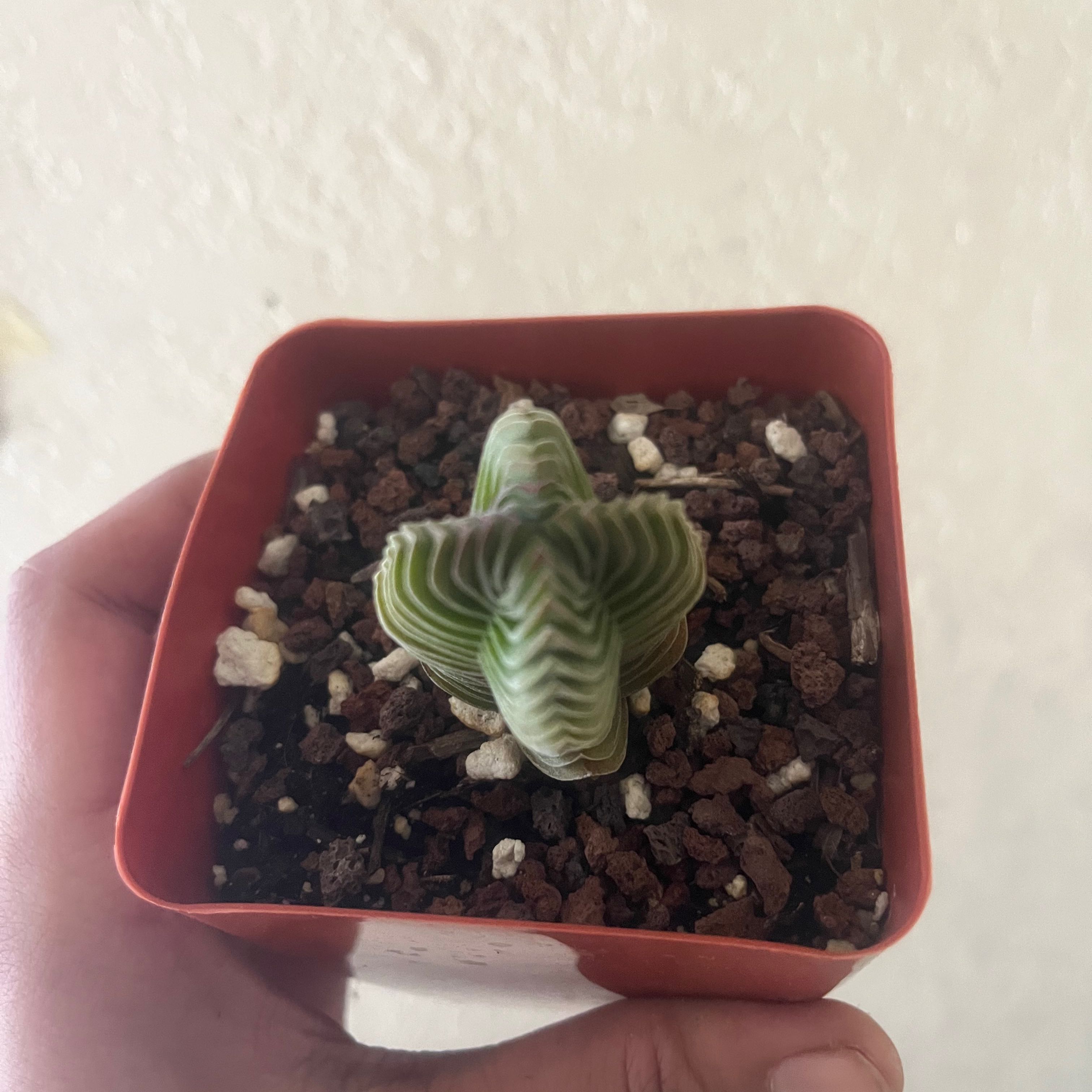 Crassula 'Buddha's Temple' plant in a small pot with visible soil, held by a hand.