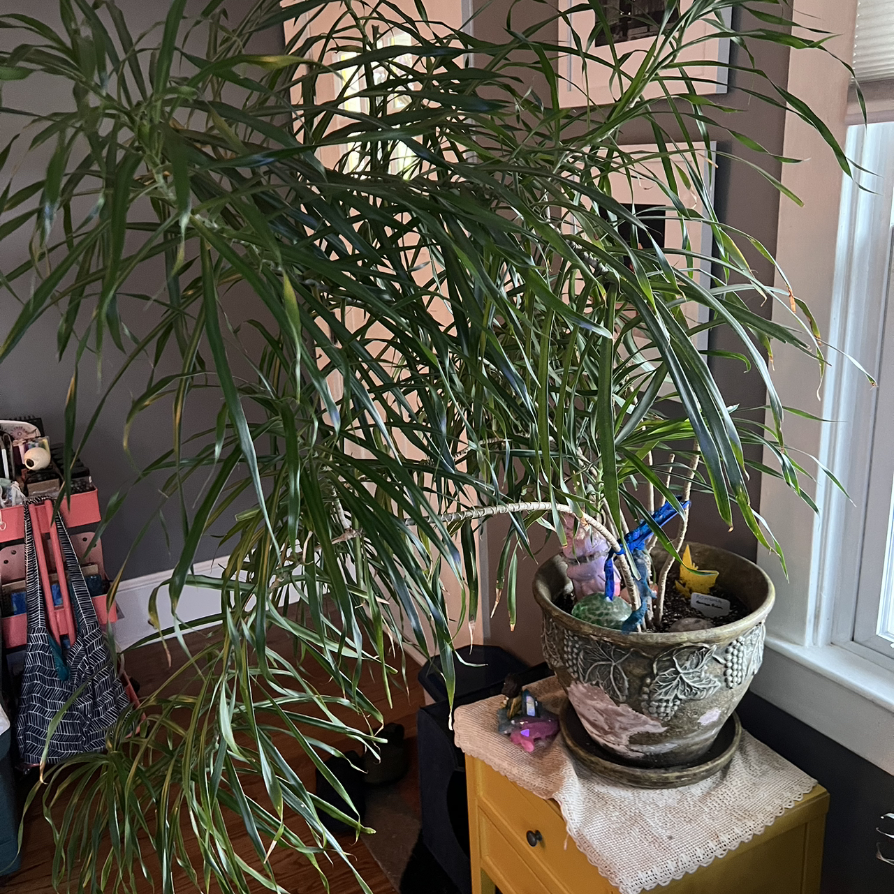 Indoor Bamboo Palm in a decorative pot with long, slender green leaves.