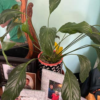Peace Lily plant in Upper Marlboro, Maryland