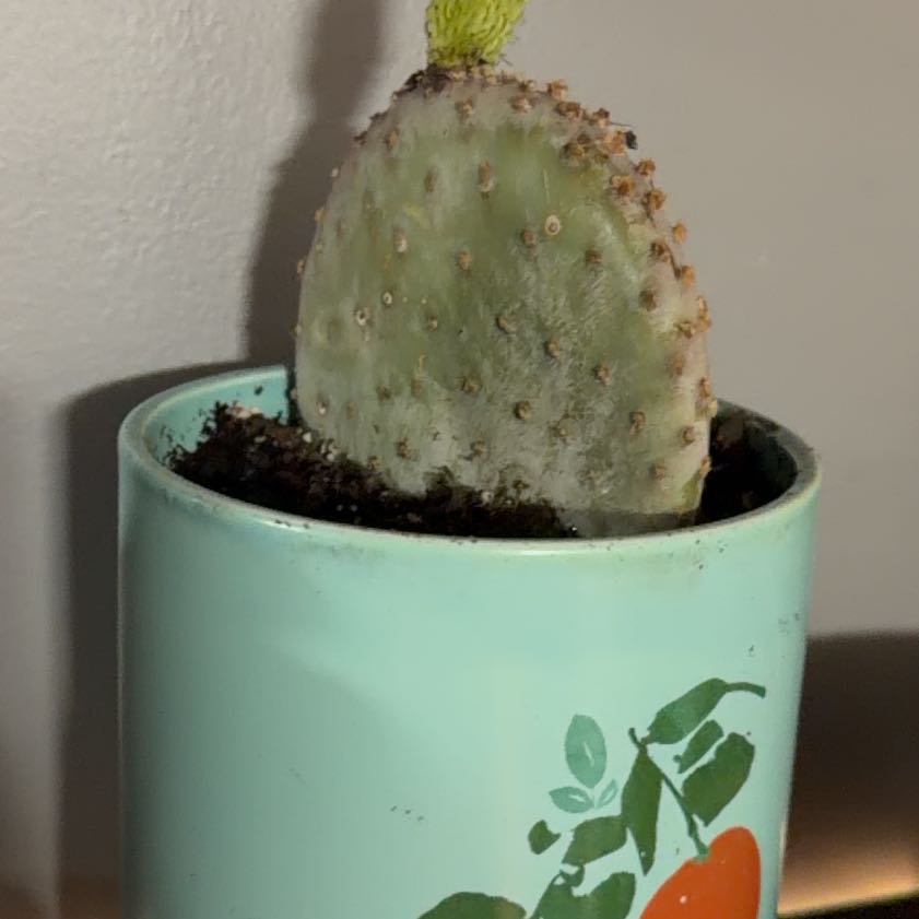 Photo of the plant species Purple Prickly Pear by @Themyscira named Kris on Greg, the plant care app