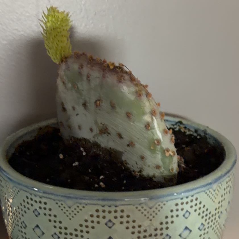 Photo of the plant species Purple Prickly Pear by @Themyscira named Julie on Greg, the plant care app