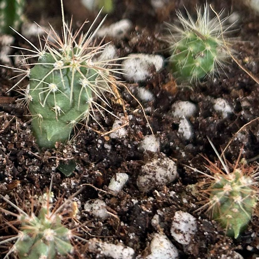 Photo of the plant species Echinocereus cinerascens by @FirstPansy named Cactus from Horti seeds on Greg, the plant care app