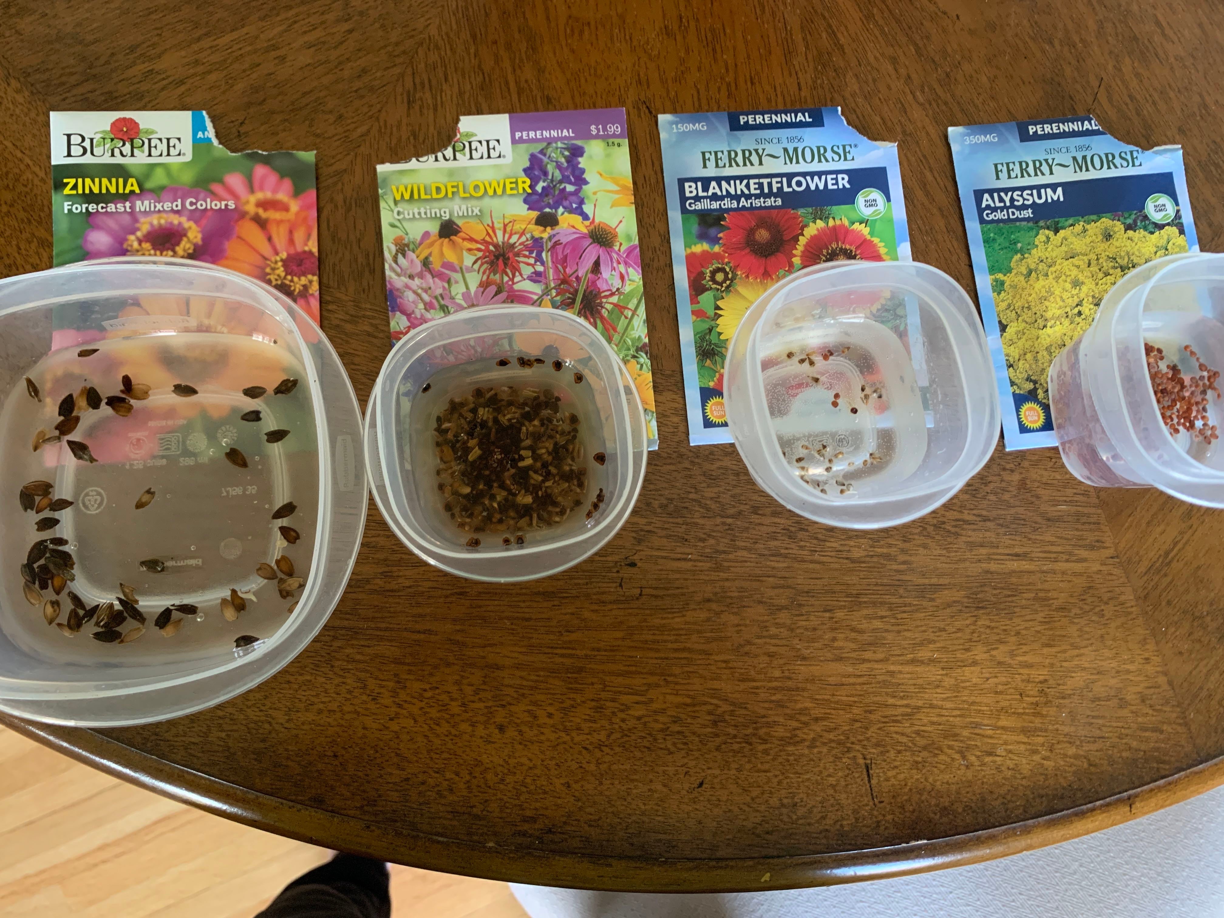 Why Are My Giant Violet Queen Zinnia Leaves Falling Over?