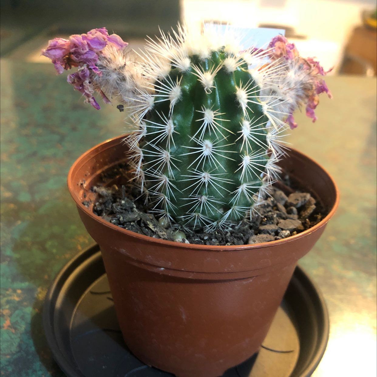 Photo of the plant species Echinocereus subinermis by @CredibleMedeola named Fabio on Greg, the plant care app