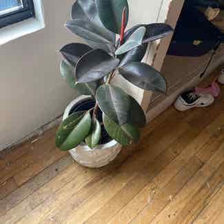 Rubber Plant plant in Norman, Oklahoma