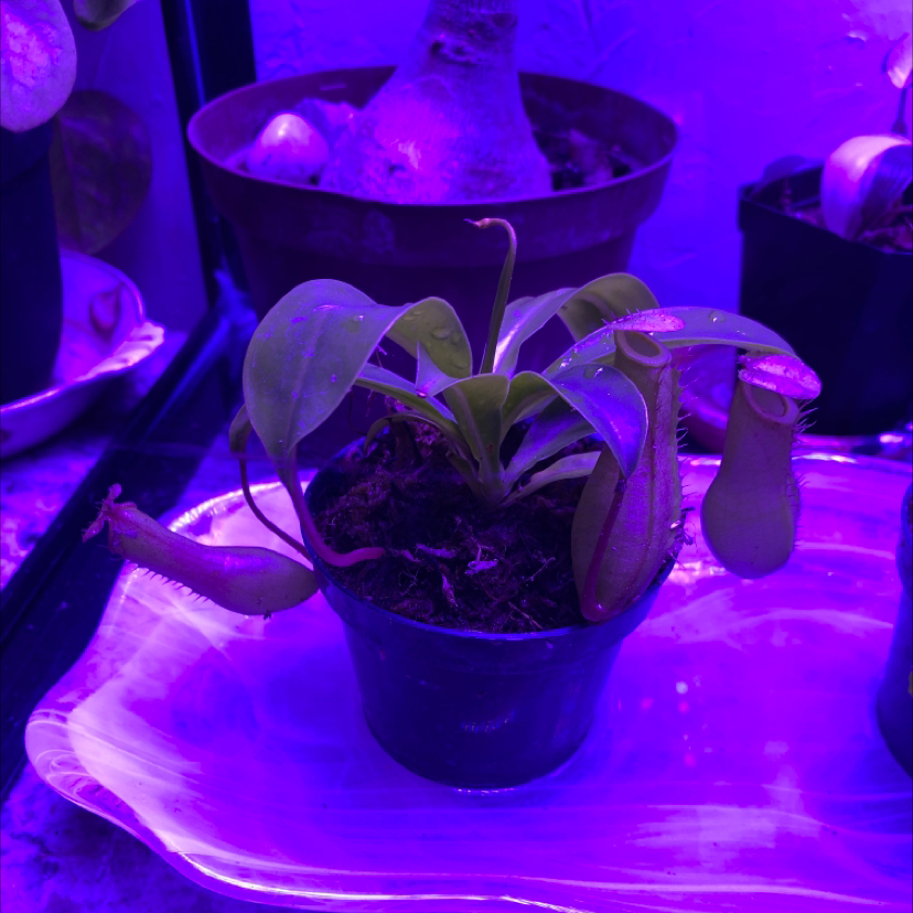 Tropical Pitcher Plant in a small pot under purple grow lights, with healthy leaves and pitchers.