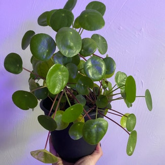 Chinese Money Plant plant in Norman, Oklahoma