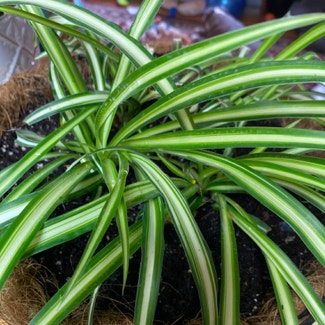 Spider Plant plant in Norman, Oklahoma