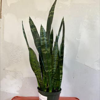 Snake Plant plant in Norman, Oklahoma