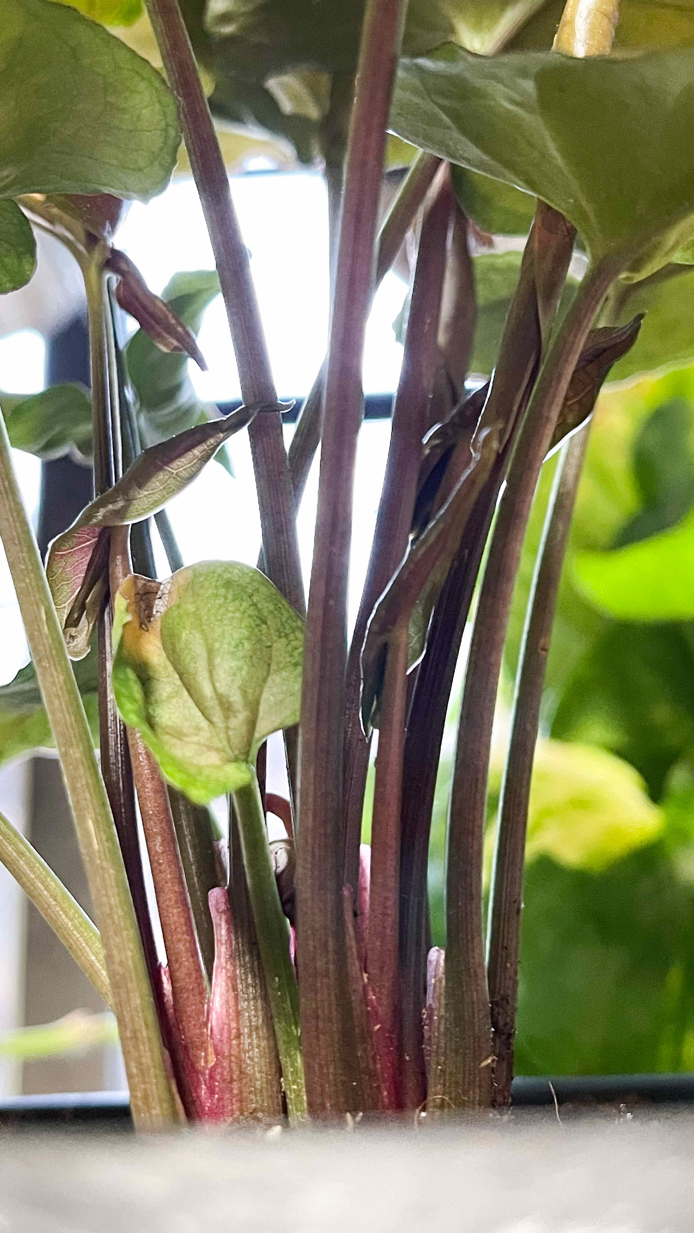 Syngonium 'Maria Allusion' plant with green leaves and upright stems.