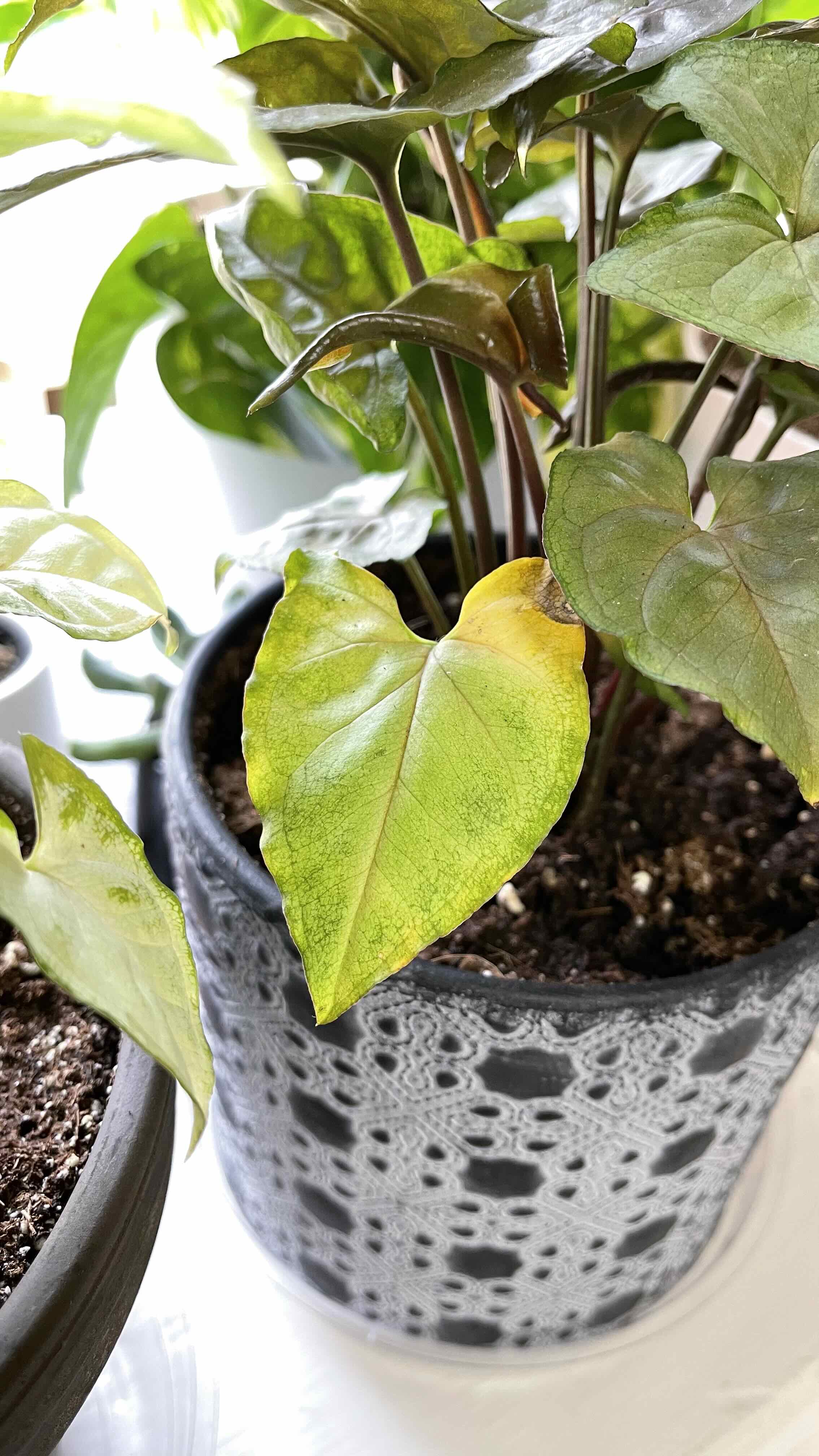 Syngonium 'Maria Allusion' plant in a decorative pot with some yellowing leaves.