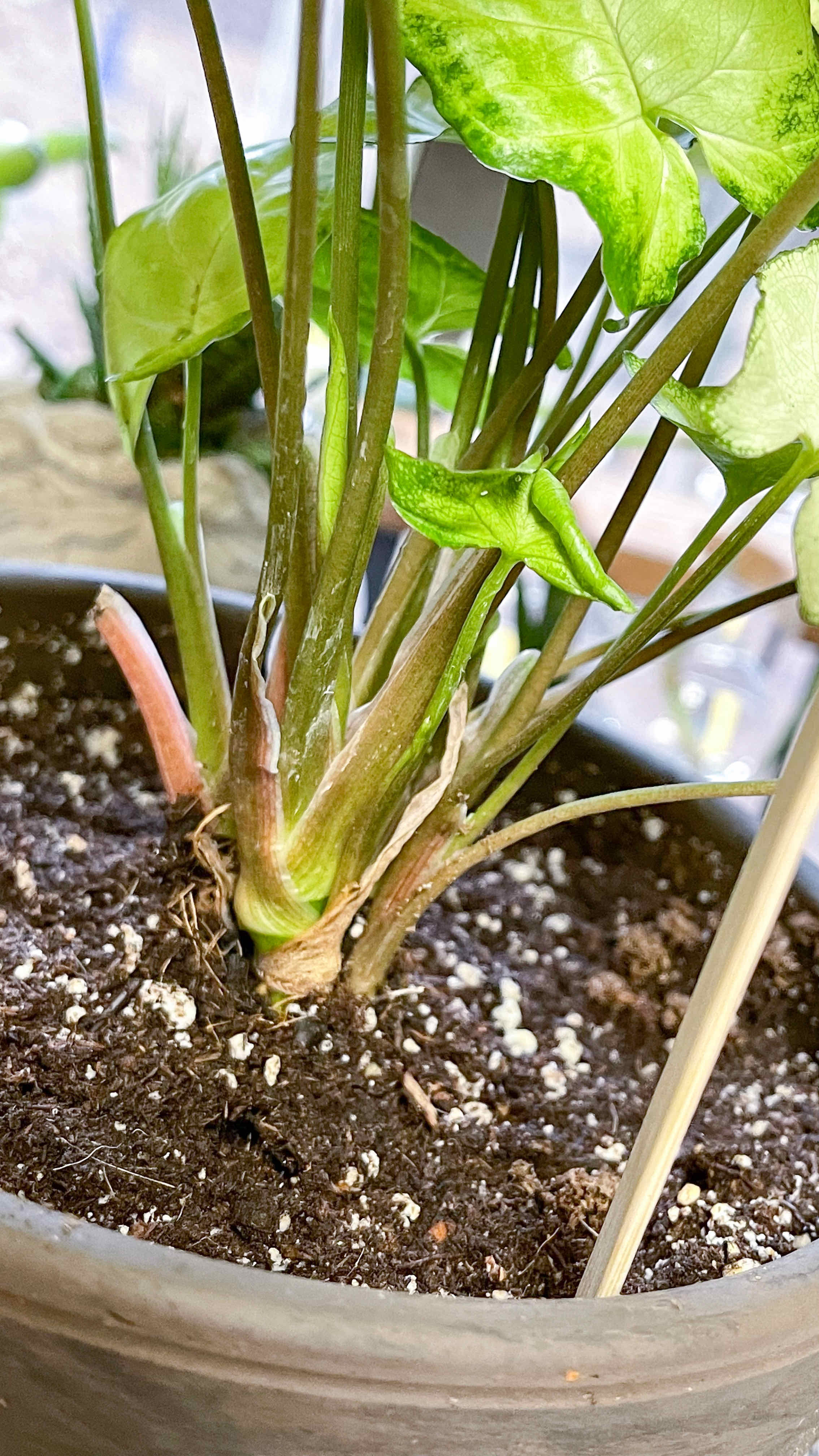 Syngonium 'Holly' plant in a pot with visible soil, appearing healthy.