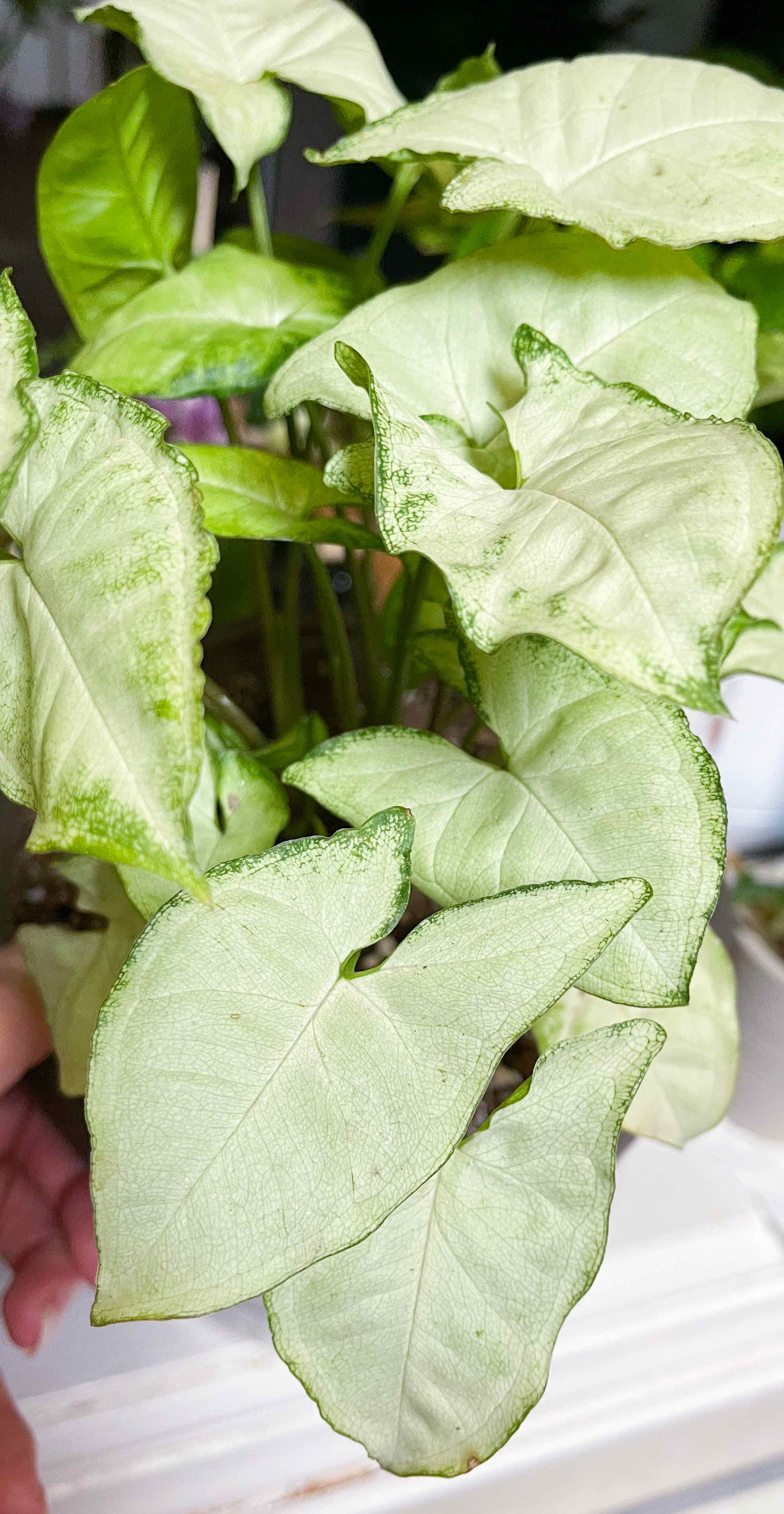 Syngonium 'Holly' plant with light green leaves and darker green edges, held by a hand.