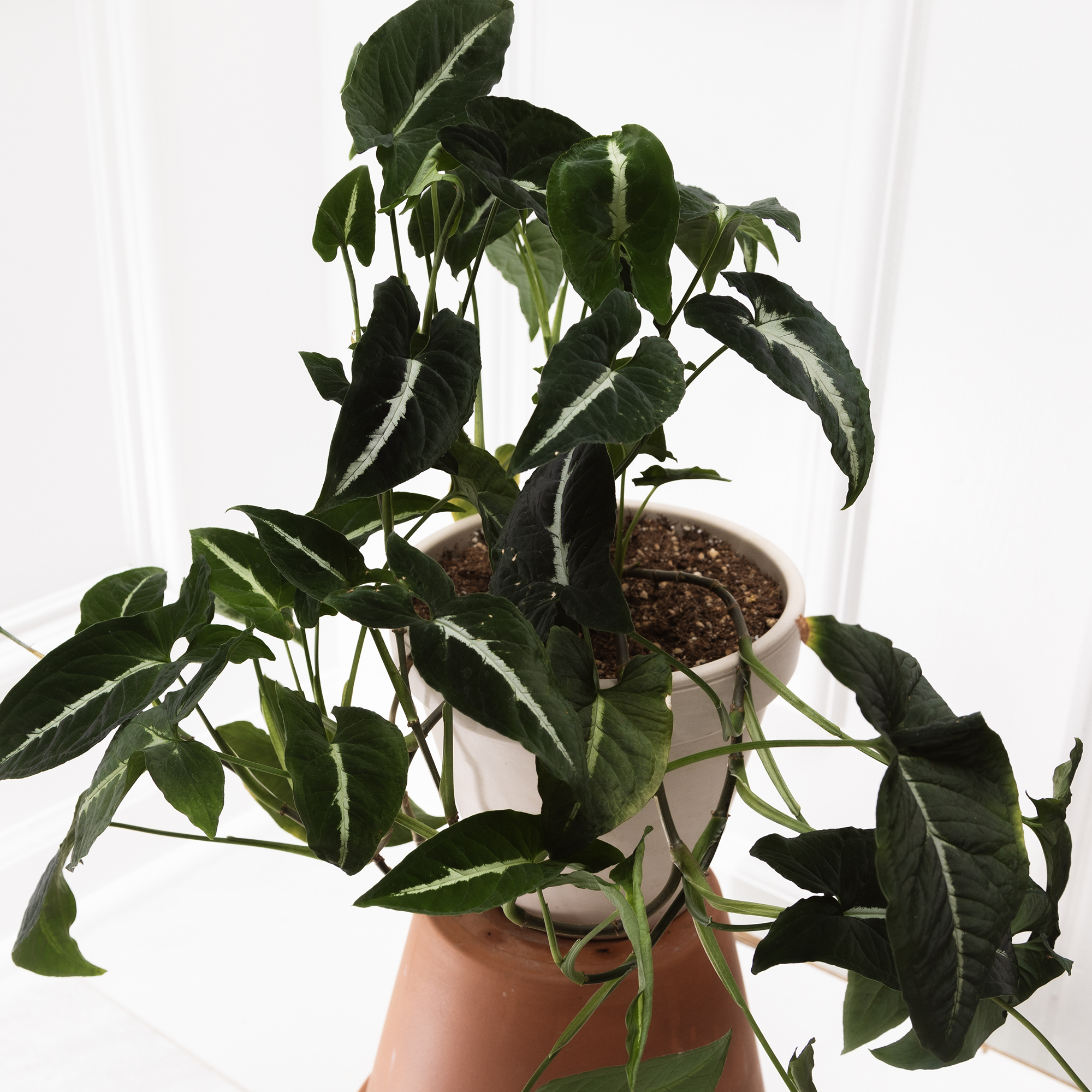 Syngonium wendlandii plant in a white pot with dark green leaves and white veins.