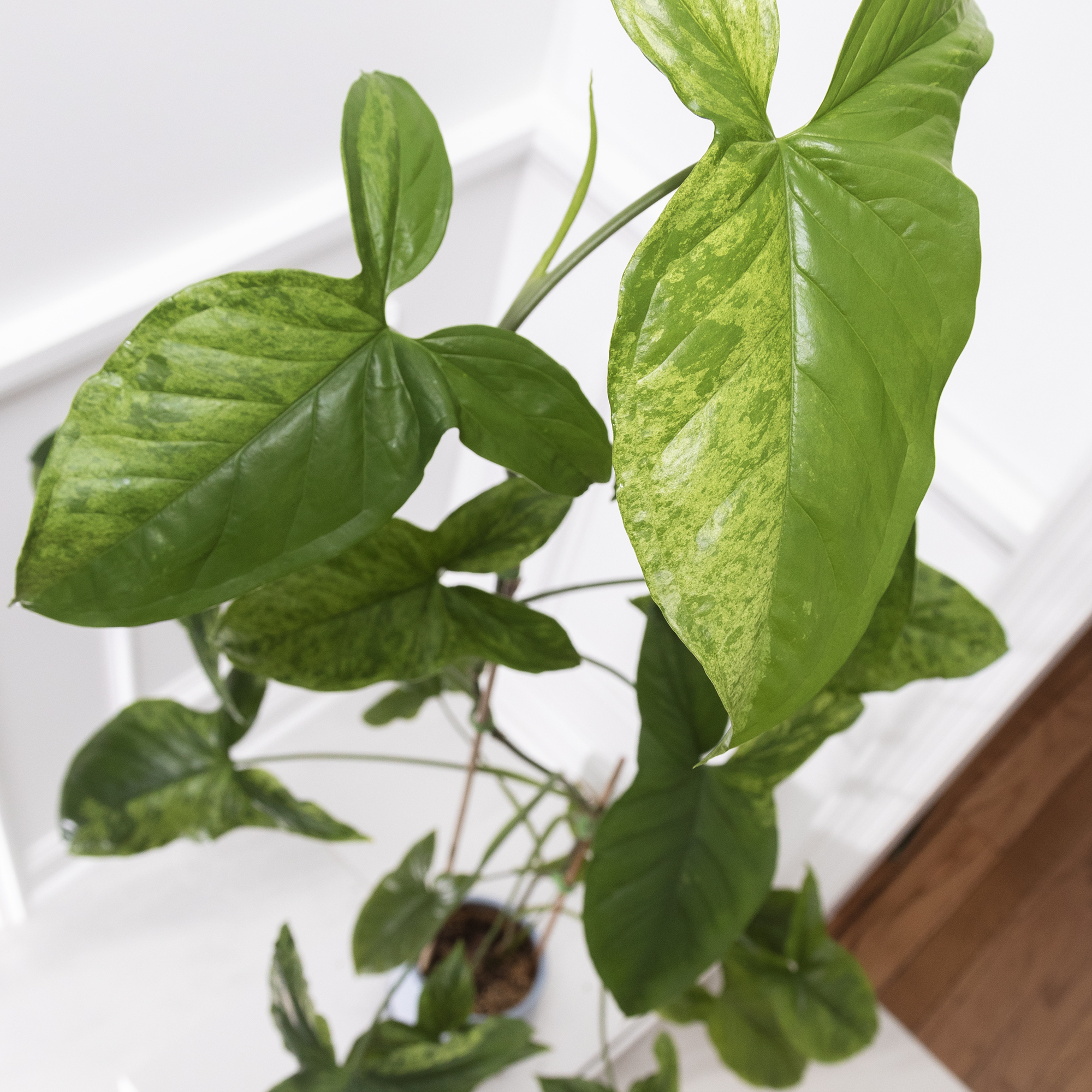 Syngonium podophyllum 'Mojito' plant with variegated green leaves, healthy appearance.