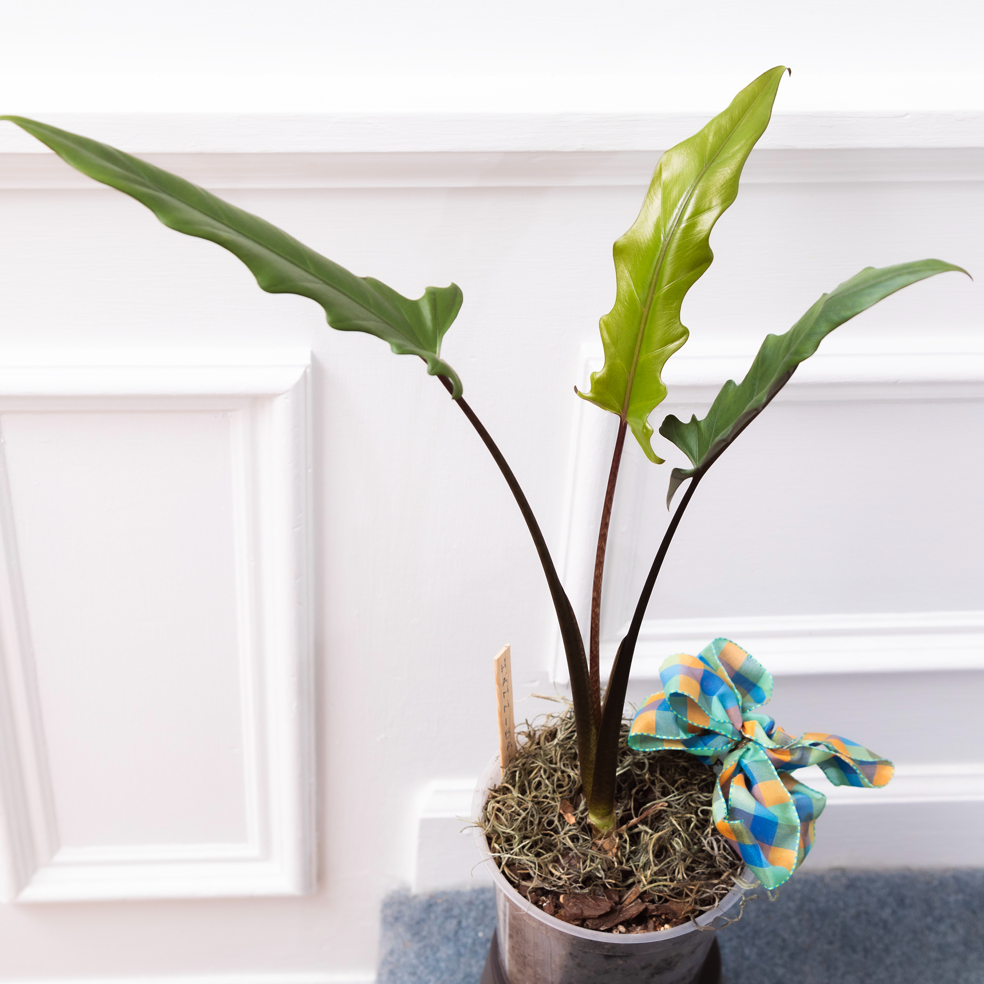 Purple Sword plant with wavy-edged leaves in a pot with moss and a decorative bow.