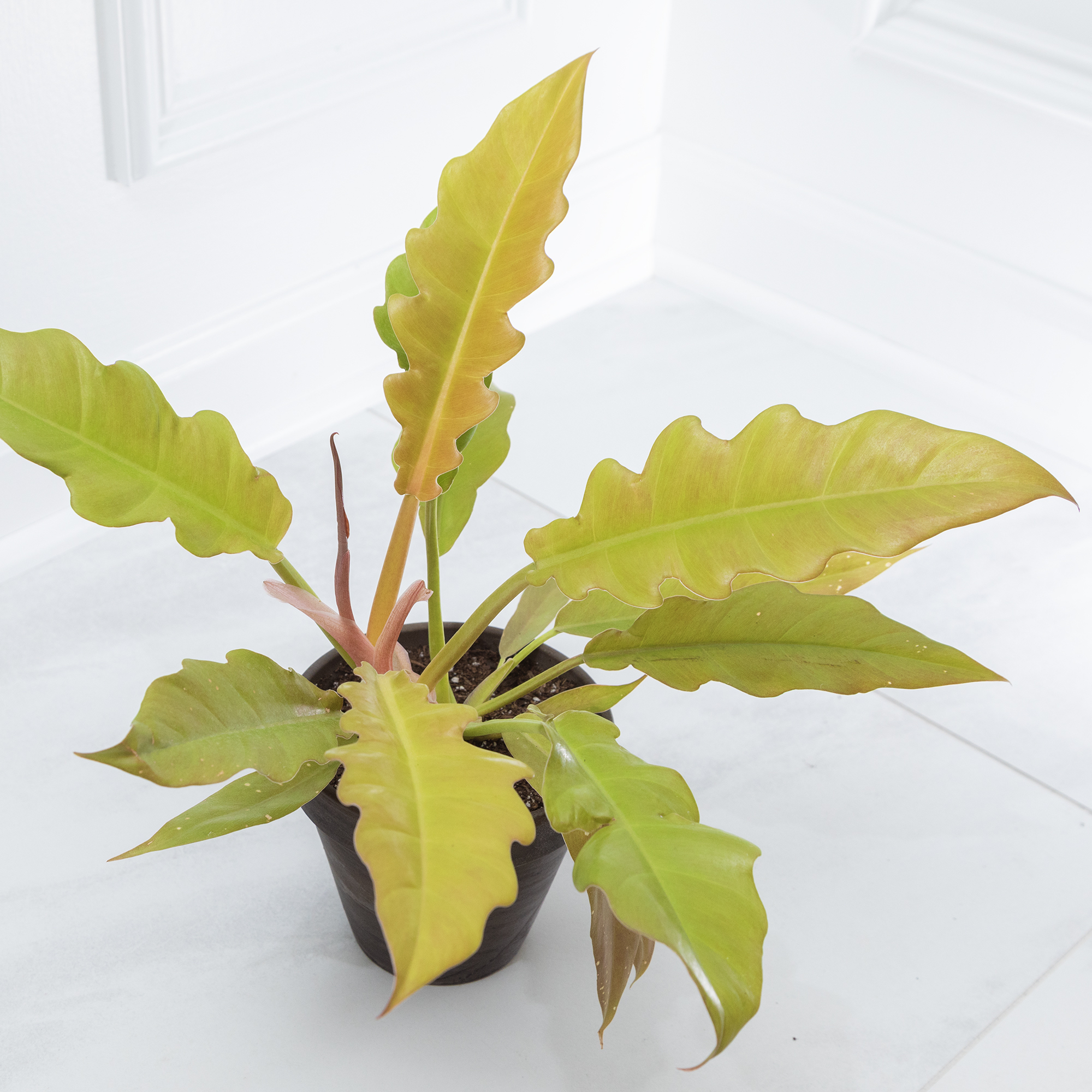 Potted Golden Crocodile plant with wavy-edged leaves in a clean, white indoor setting.