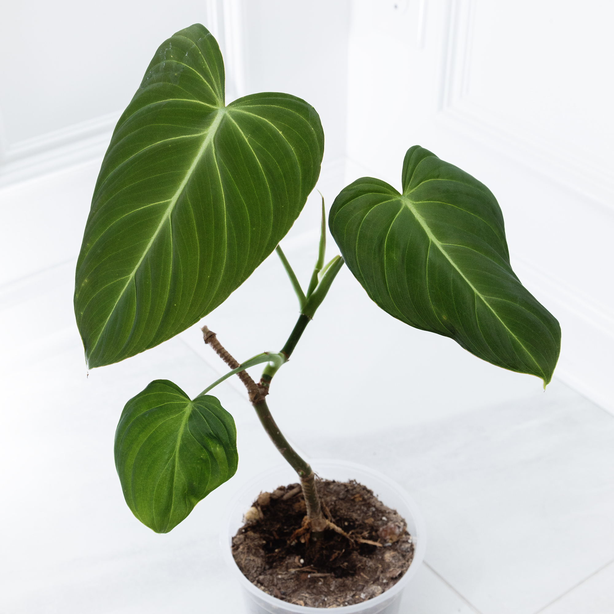 Philodendron 'Glorius' plant with large green leaves in a pot.