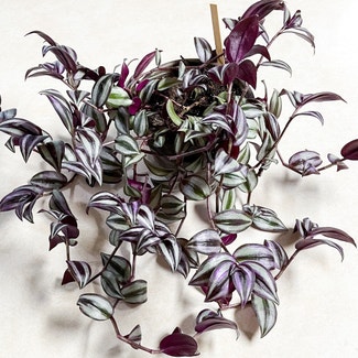 Tradescantia Zebrina plant in Somewhere on Earth