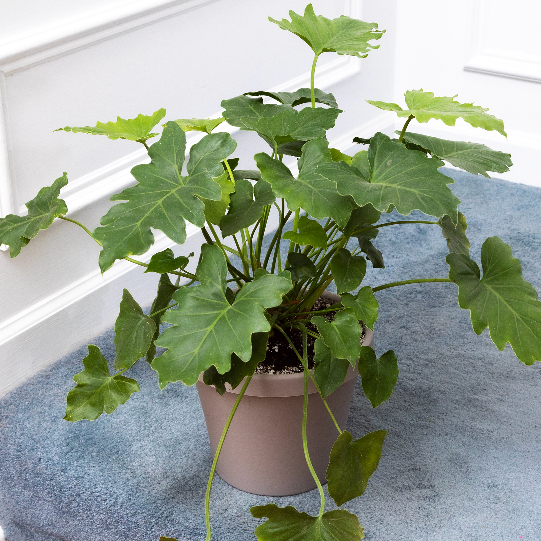 Philodendron