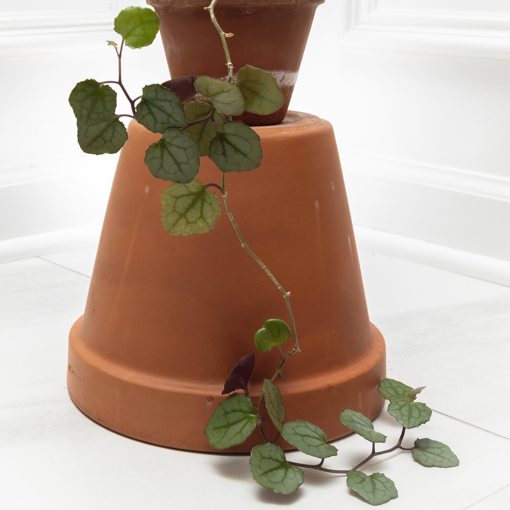 Photo of the plant species Byrony-leaved Flowering Ivy by @bluebladeliger named Gin on Greg, the plant care app