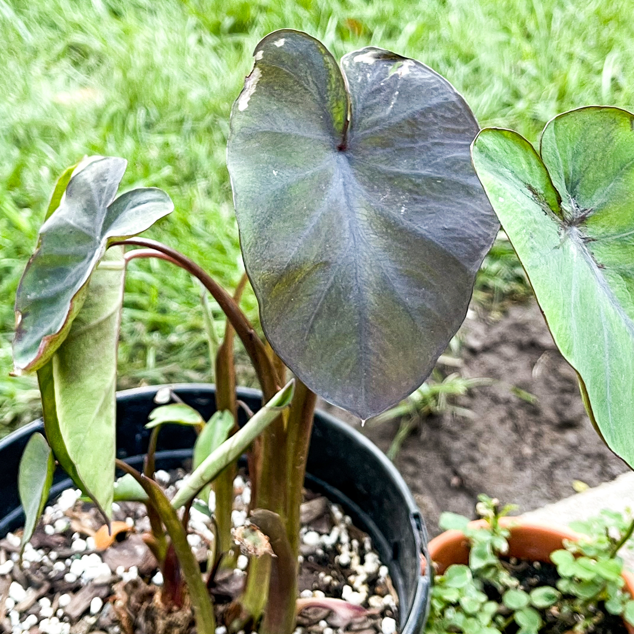 Taro 'Mojito' plant in a pot with some minor leaf discoloration and damage.