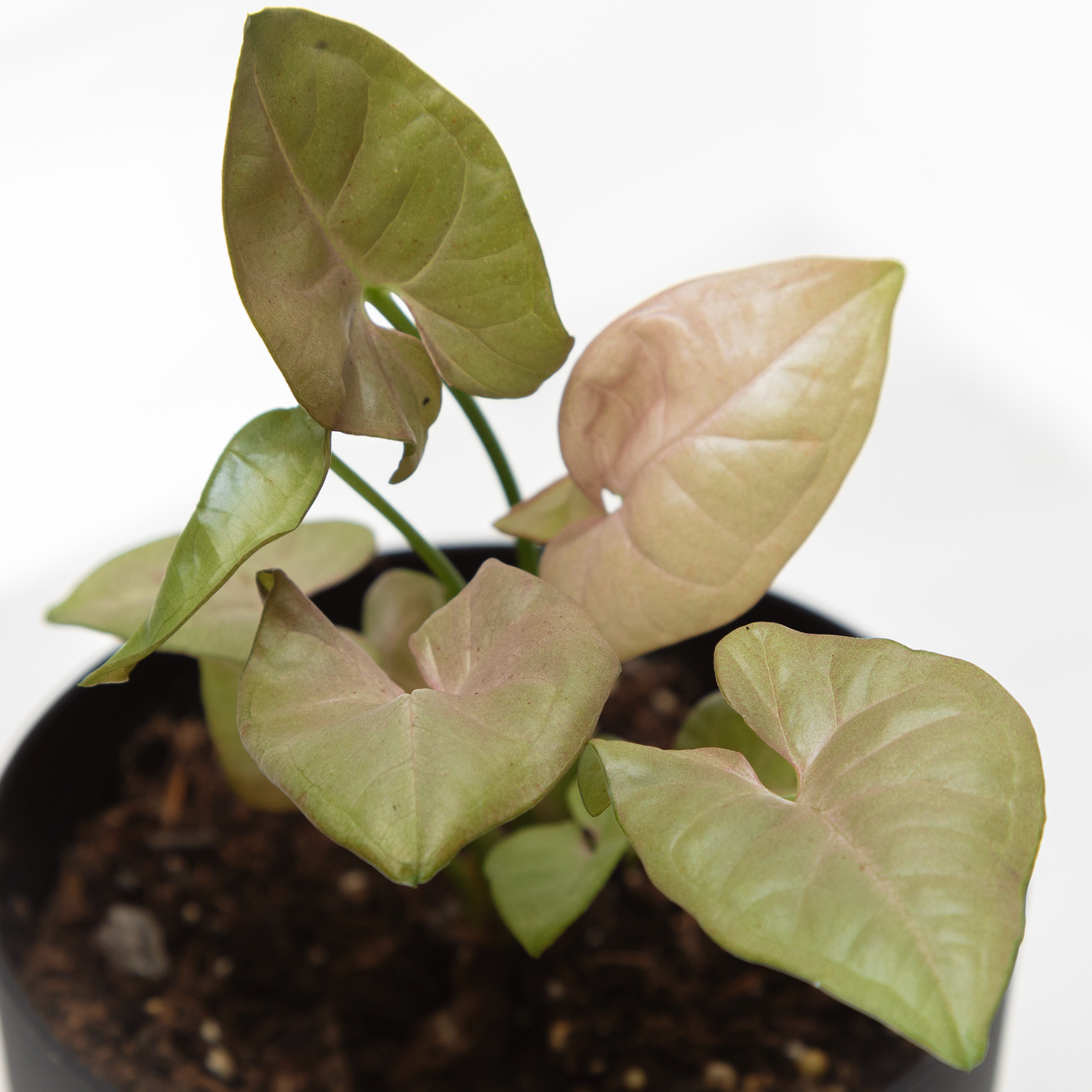 Syngonium 'Milk Confetti' plant with light green and pinkish leaves in a pot.