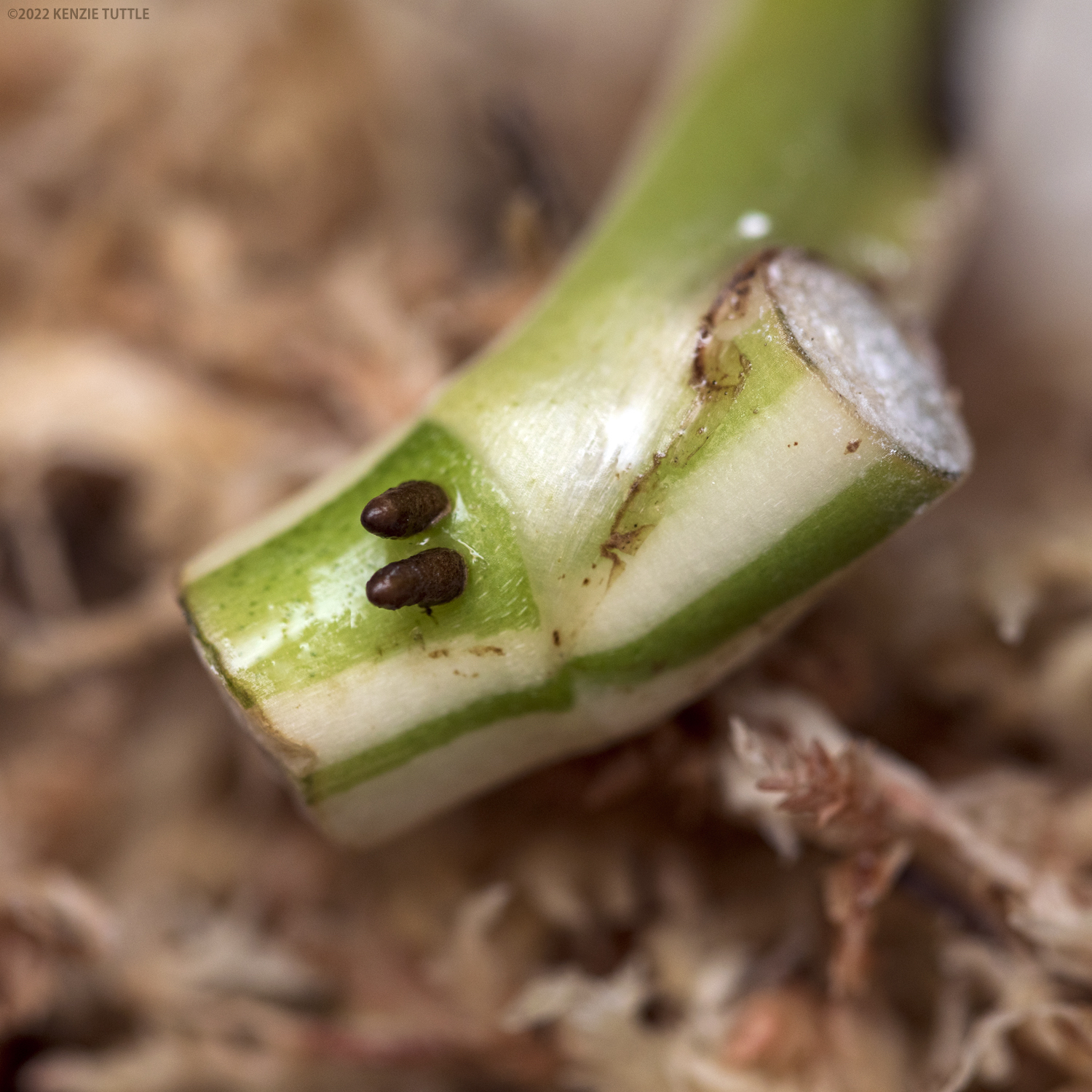 Close-up of a healthy Monstera Cobra stem with visible plant medium in the background.