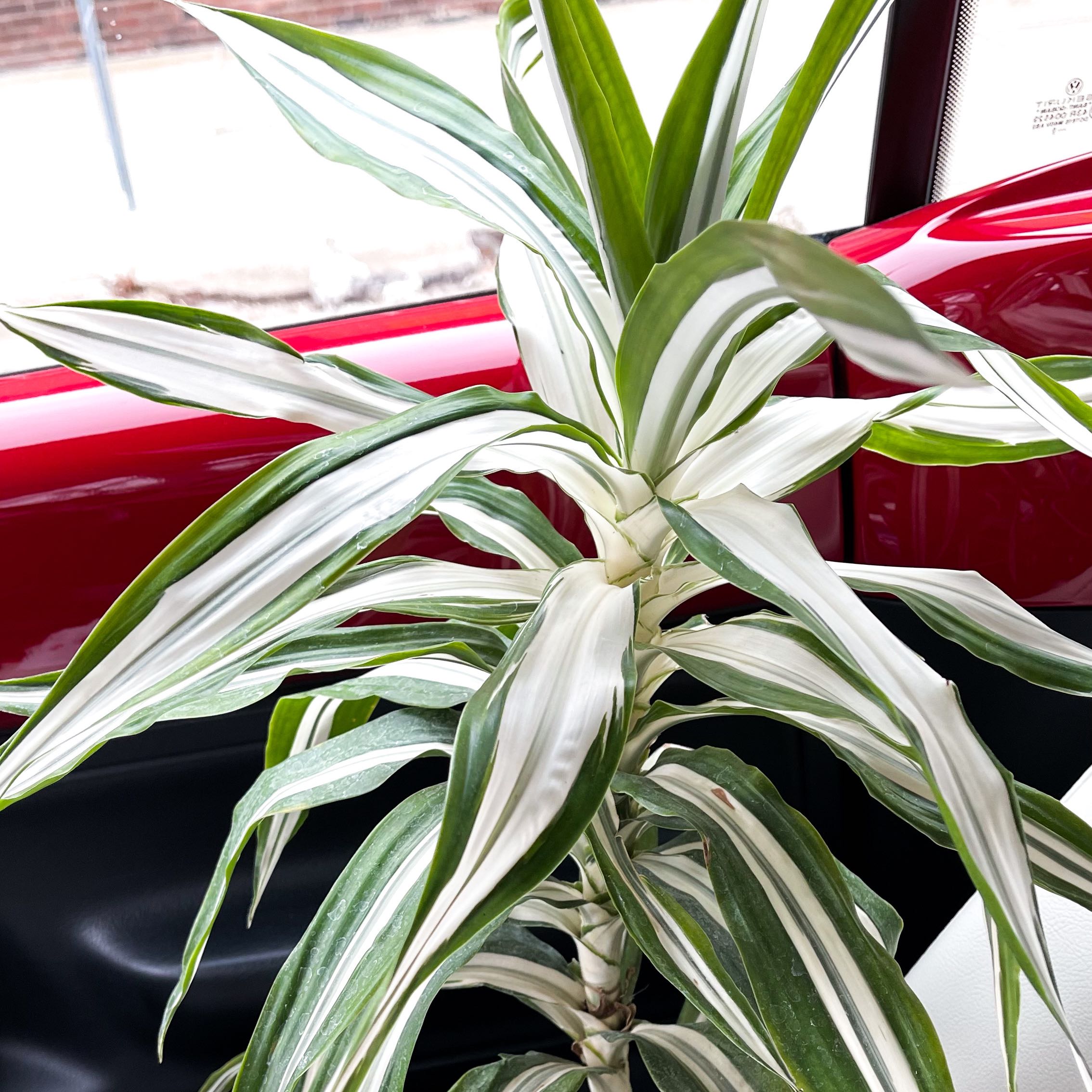Dracaena