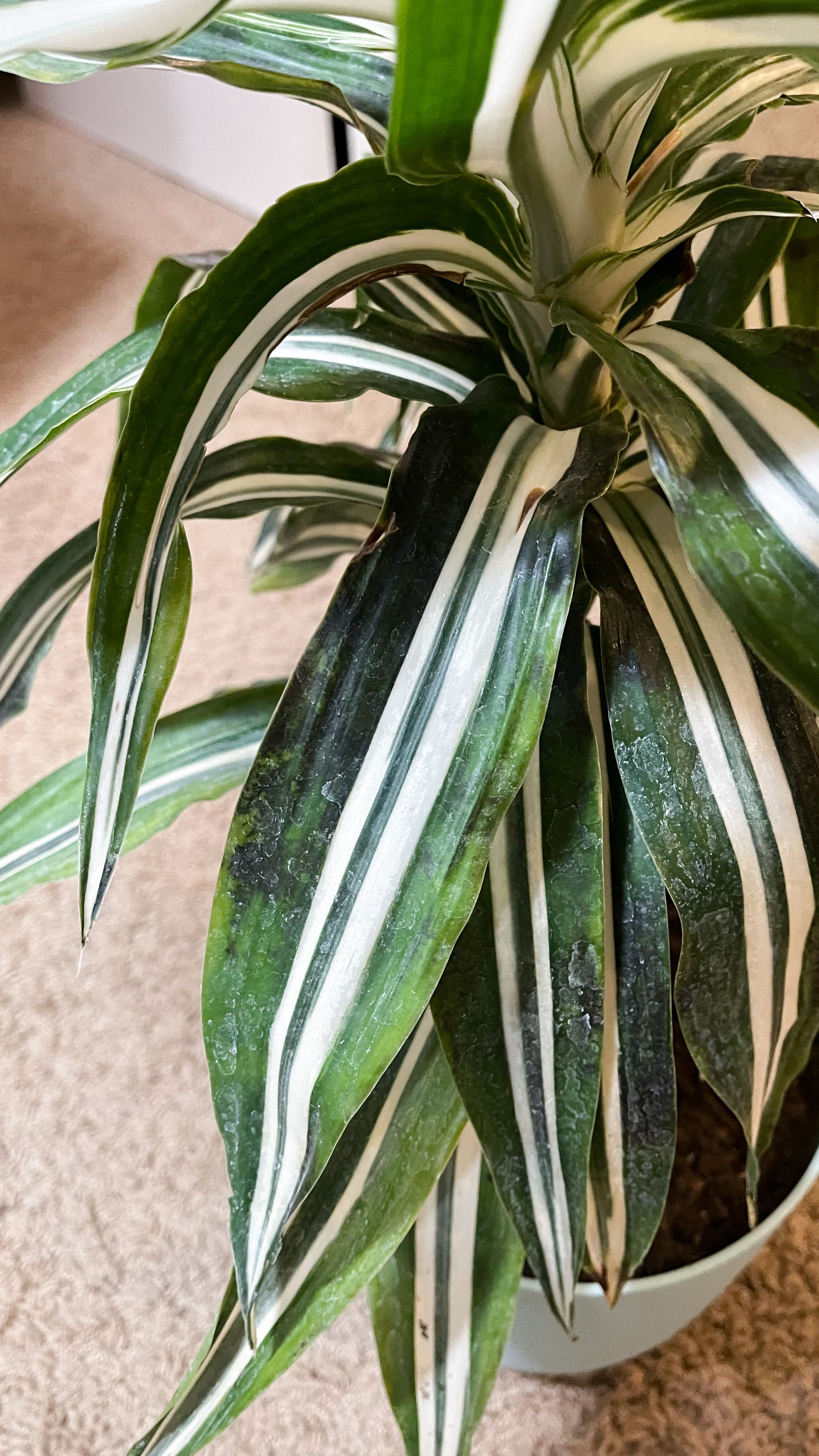 Why are my Dracaena leaves turning black?