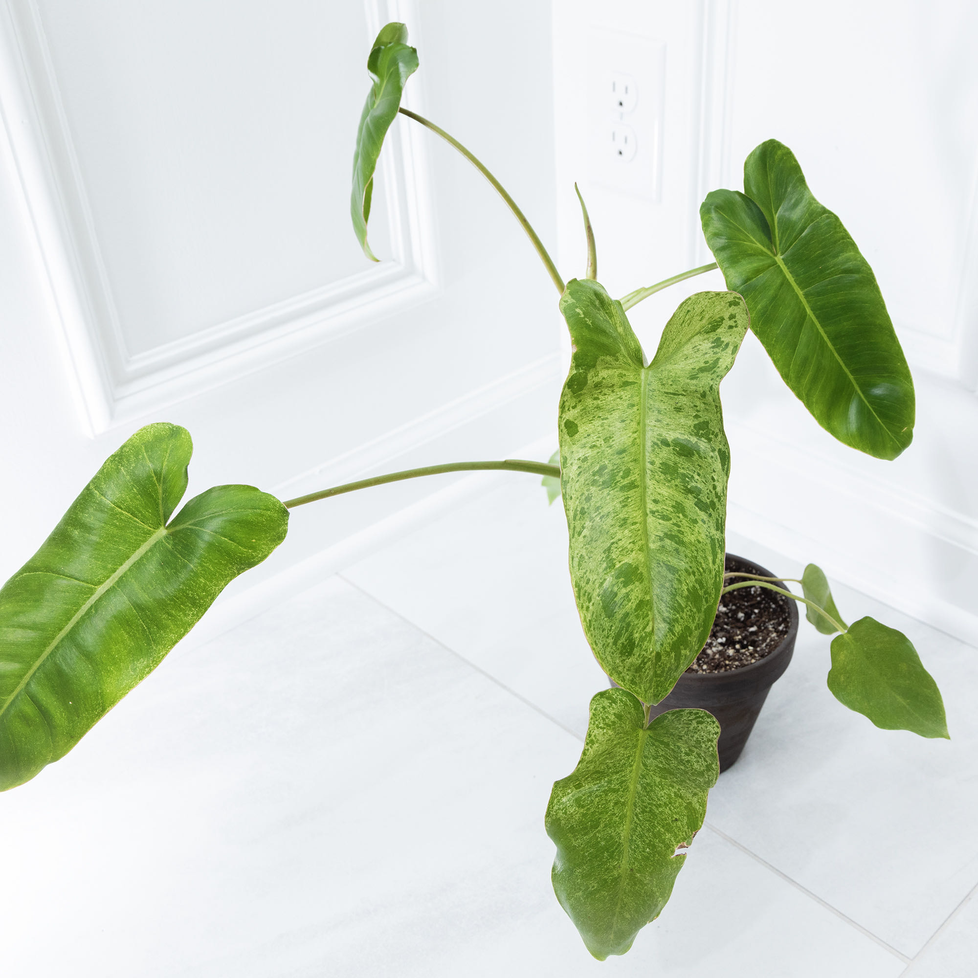 Paraiso Verde Philodendron with large green leaves in a pot with visible soil.