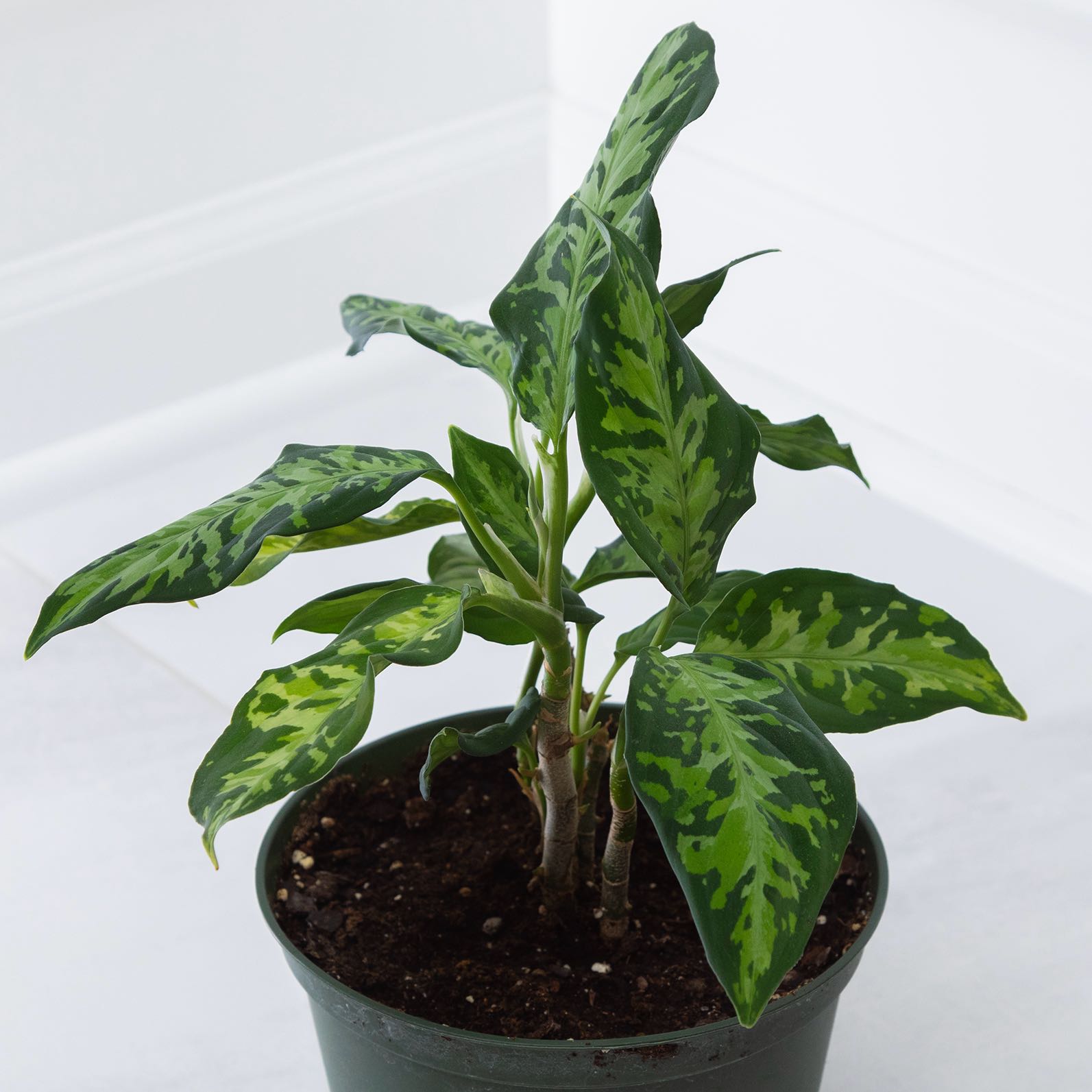Aglaonema 'Tricolor' plant with vibrant variegated leaves in a pot.