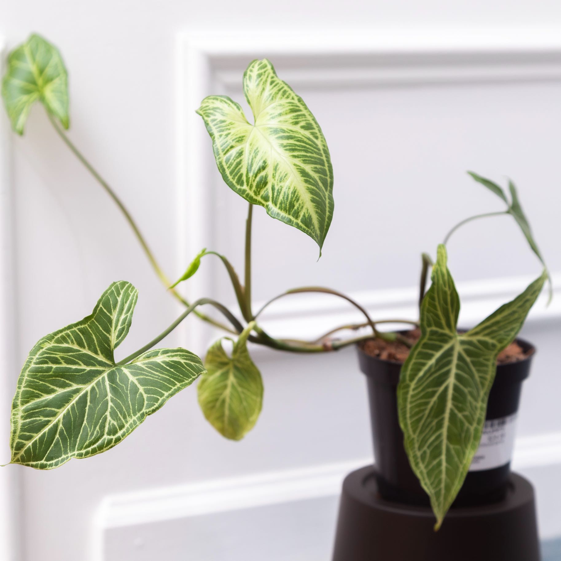 Syngonium 'Batik' plant in a black pot with vibrant green leaves and white veining.