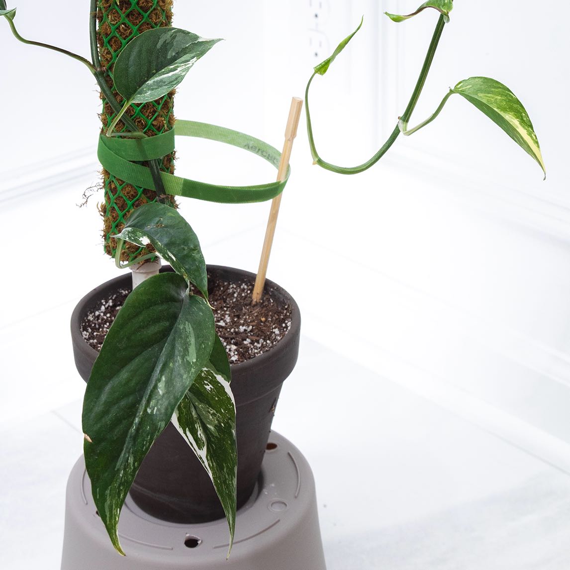 Potted Albo Epipremnum Pinnatum plant with variegated leaves and visible soil.