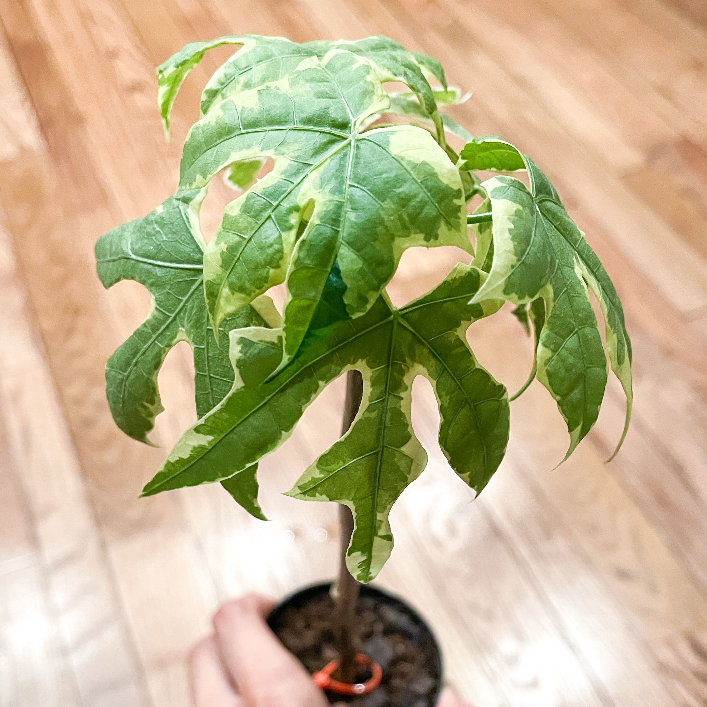 Photo of the plant species Chaya by @bluebladeliger named Spinach Tree on Greg, the plant care app