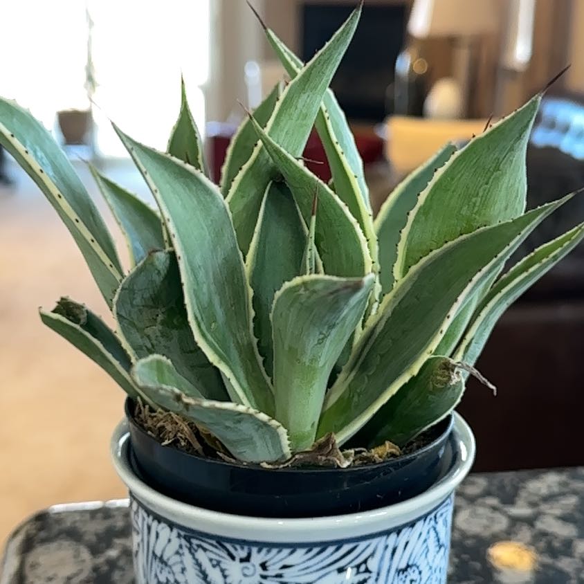 Photo of the plant species Agave celsii 'Multicolor' by @LogicalNoognug named Gates on Greg, the plant care app