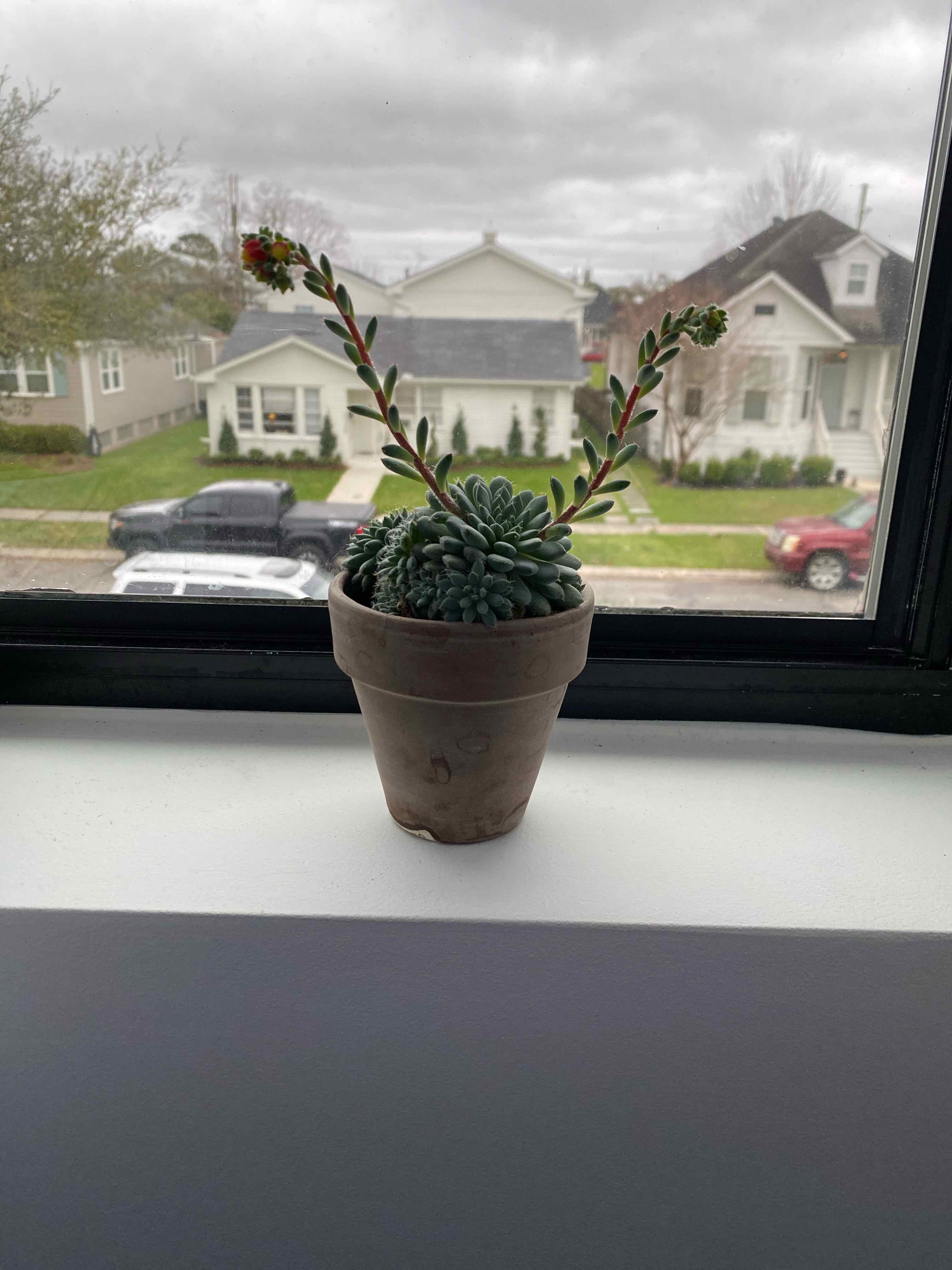 Potted Miniature Echeveria on a windowsill, flowering and healthy.
