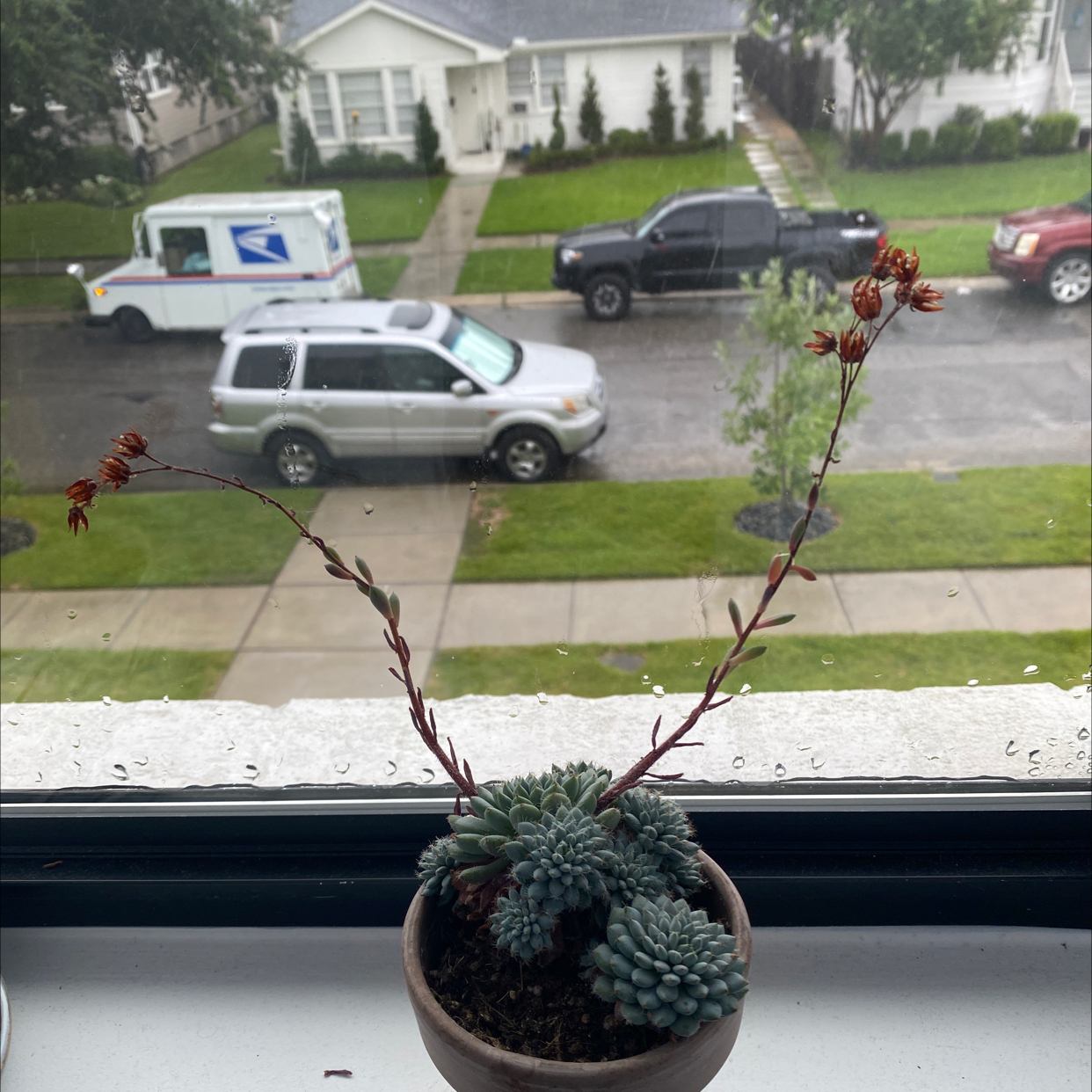 Miniature Echeveria plant on a windowsill, flowering with multiple blooms.