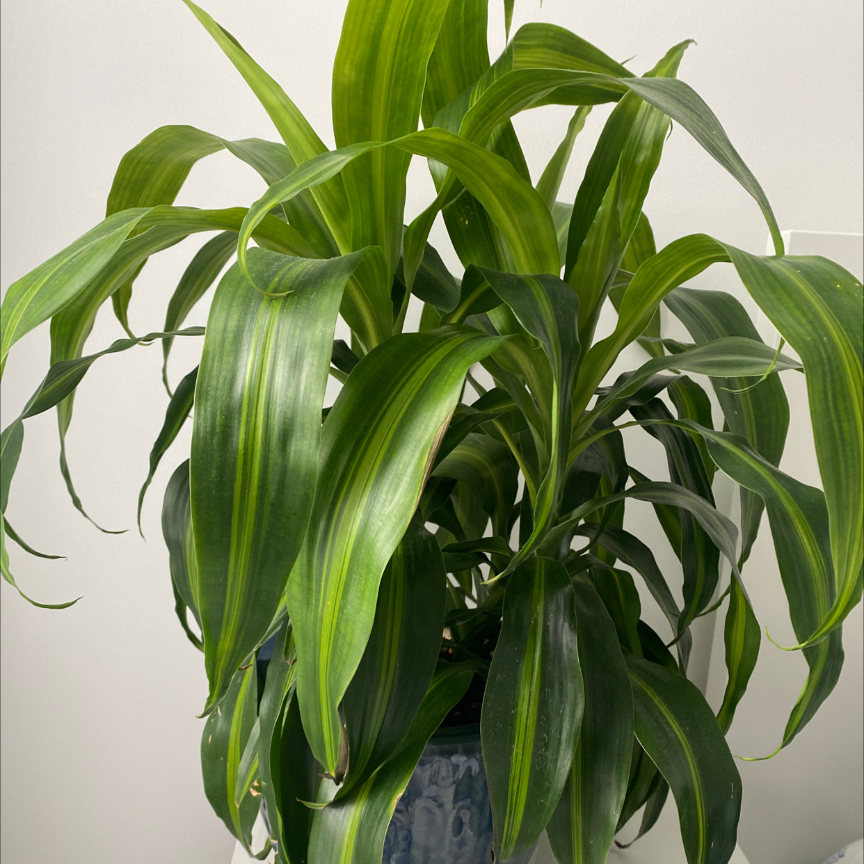 Dracaena 'Hawaiian Sunshine' plant with long, glossy green leaves.