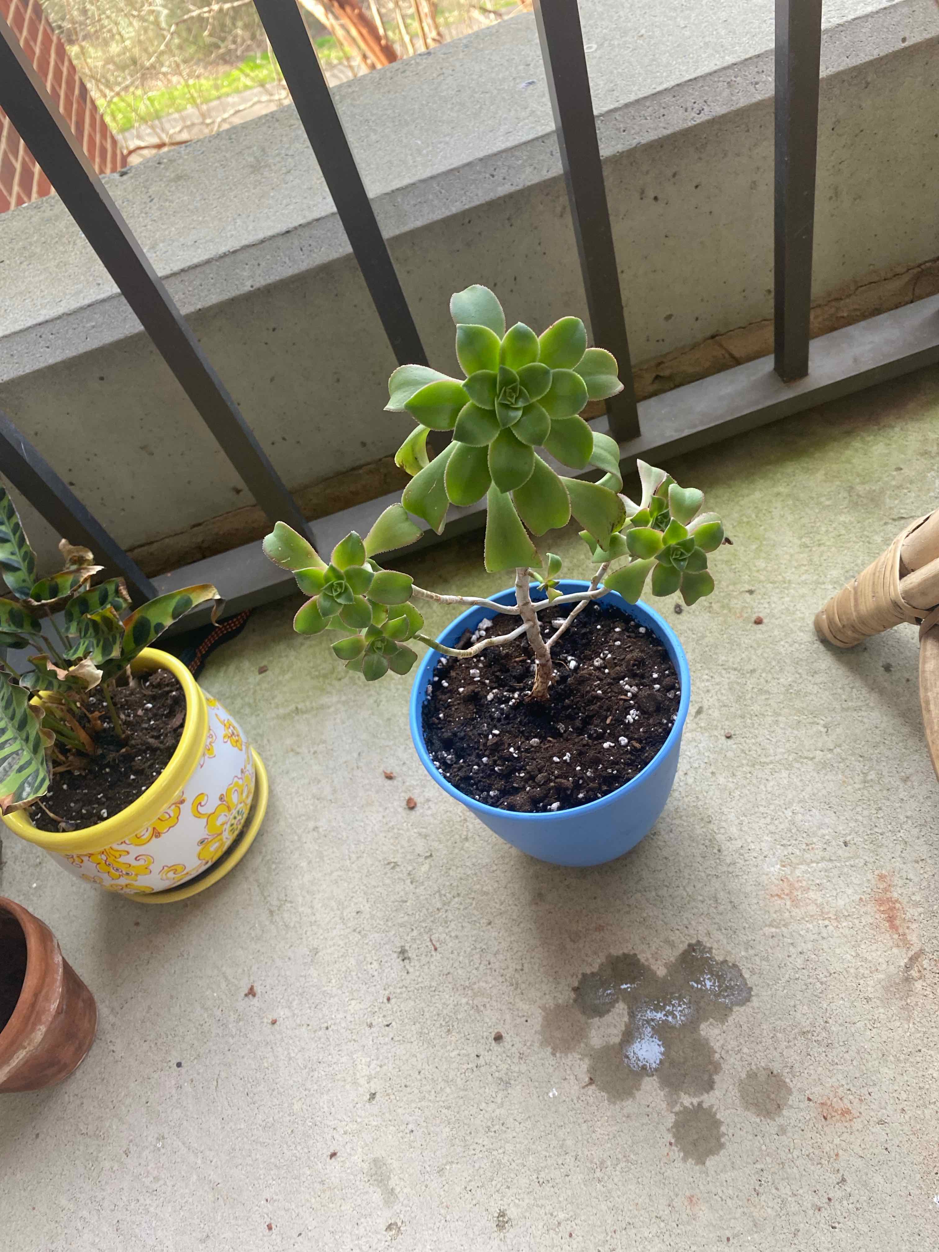 Aeonium 'Kiwi' plant photo by @geemcolo named Donna on Greg, the plant care app.